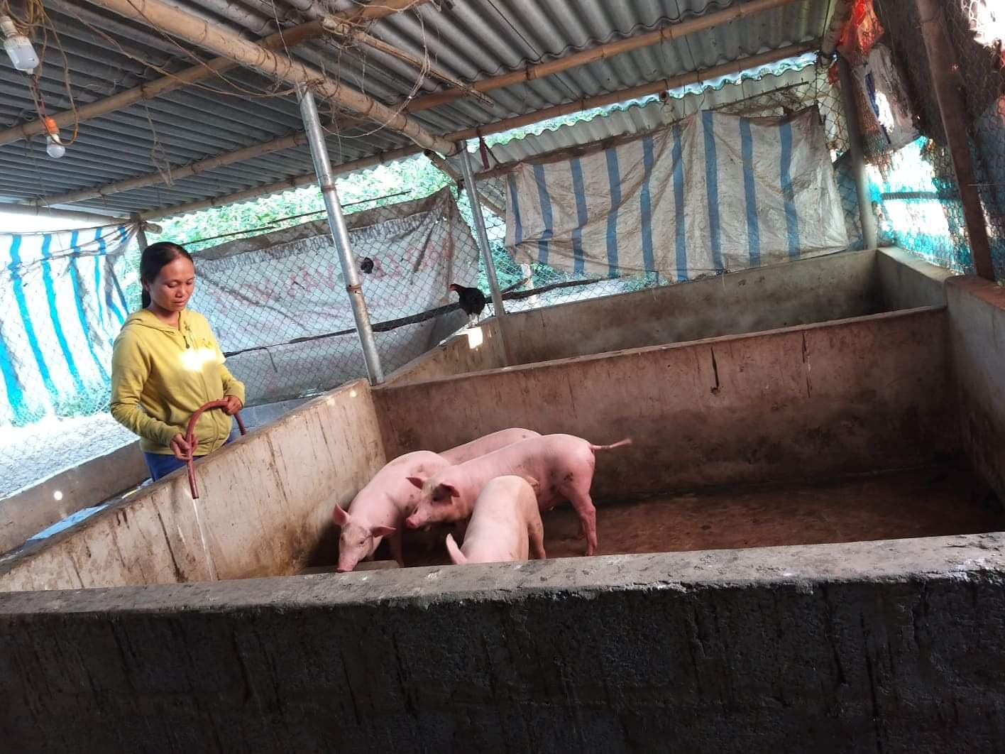 Pigs+Pigs+Pigs = Profit